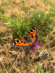 butterfly on flower