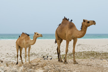 Camellos en la playa
