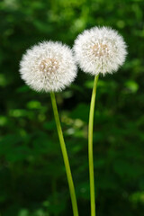 Two perfect white dandelion or Taraxacum seed heads on long stems against a dark background. Image withe copy space.
