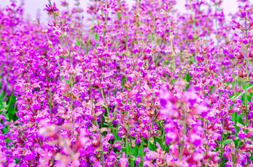 Fototapeta premium Purple sage flowers. Floral background of medicinal plants