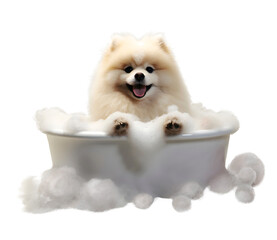 Cute Pomeranian Dog in a bath with foam, isolated on transparent background, cute pet concept, realistic 3D illustration, generative ai - obrazy, fototapety, plakaty