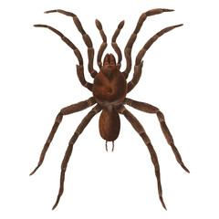 Vintage Tarantula Scientific Illustration Retro Tropical Spider Botanical Design Animal
