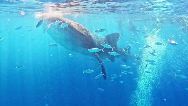 Feeding whale sharks ocean big