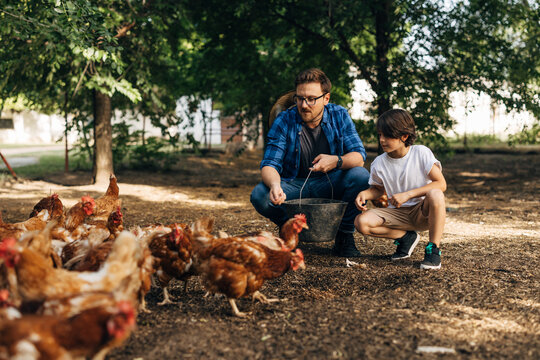 Boy and his dad crunch to feed the chickens.