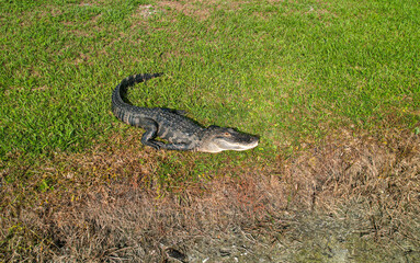 View of a Florida Cocodrilo - allagartor in back of the suburbs in Tampa 