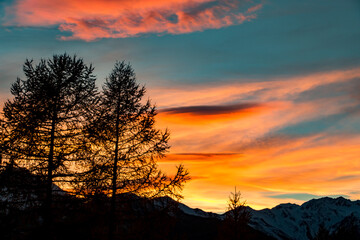 Bäume im Abendrot