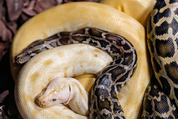 several snakes of different colors entangled with each other