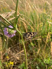 butterfly on grass