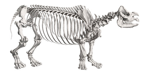 Animal Anatomy Rhinoceros Skeleton Scientific Illustration Isolated Fauna And Flora Anatomic  Rhino © ElCutter