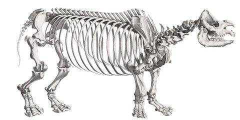 Animal Anatomy Rhinoceros Skeleton Scientific Illustration Isolated Fauna And Flora Anatomic  Rhino