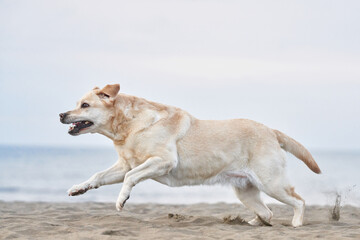 happy dog running on the sea. fawn Labrador Retriever in nature. a pet on an active walk