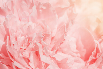 Rose color flower peony petals, close up macro nature background. Beautiful Holiday bloom backdrop. Pink-white flowers top view, flowery desktop wallpaper, pastel colored still life, sunny