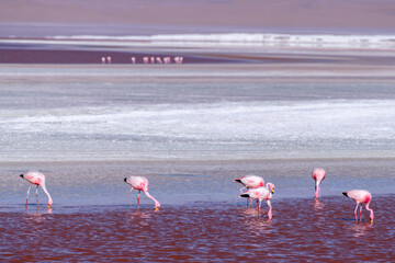 Wild fauna in the red lagoon in the bolivian altiplano