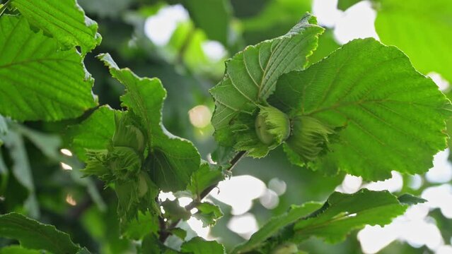 Hazelnuts on the branch close up