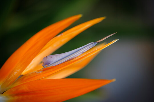 orange flower