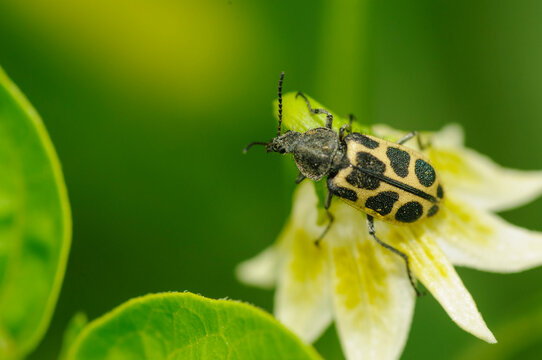 bug on a flower