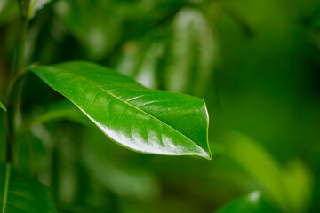 Green leaf of magnolia grandiflora on a green background.