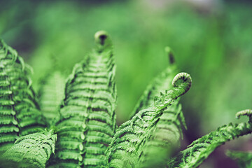 Close-up of green fern leaves against a forest background. Dense green vegetation. With space to copy. High quality photo