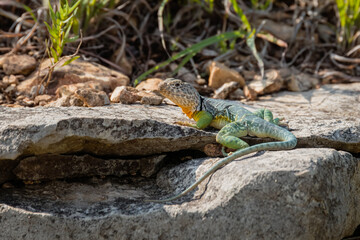 Eastern Collared Lizard