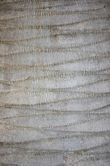 The texture of the bark of a gray coconut tree. Tropical tree bark.