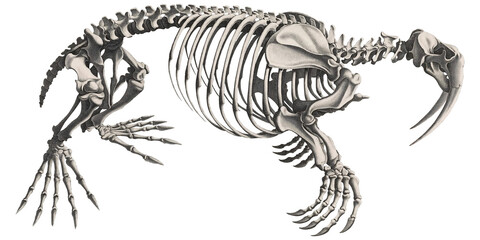 Animal Anatomy Walrus Skeleton Scientific Illustration Isolated Fauna And Flora Anatomic  © ElCutter