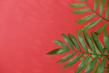 green palm leaf branches on red background. flat lay, top view. copy space