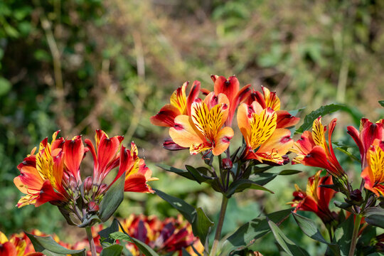 Close up of Peruvian lilies (alstromeria) in bloom