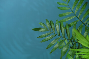 green palm leaf branches on blue background. flat lay, top view. copy space