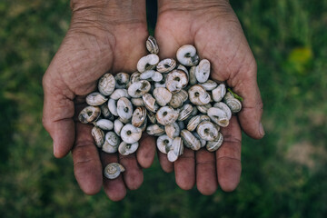 Small snails in a hands of farmer. Agriculture garden and snail.