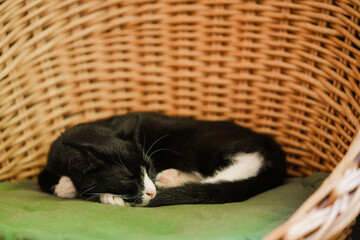 Cute black and white cat sleeping in a wicker basket.