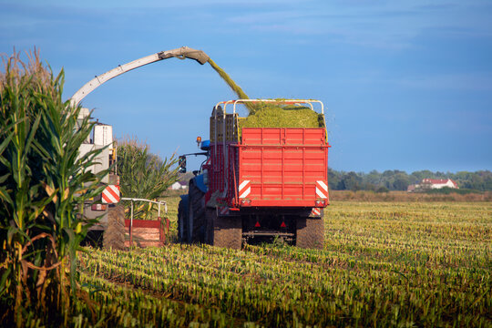 Mowing corn for feed