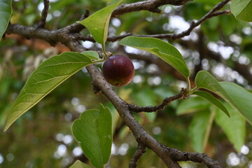 Alangium salvifolium or sage leaved alangium tree fruit. It is is a flowering plant in the Cornaceae family. Round wildfruit in nature background.