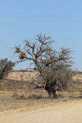 Sociable weaver nests in the Kalahari (Kgalagadi) 