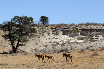 Fototapeta na wymiar Red hartebeest walking past a lime ridge in the Kalahari (Kgalagadi)