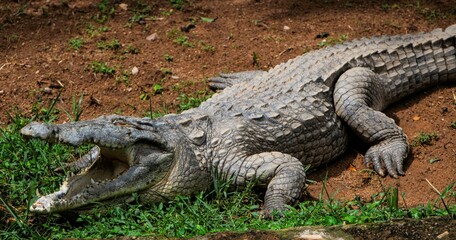 African crocodile resting on waters edge with mouth wide open