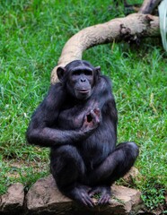 chimpanzee sitting in a grass field and scratching itself