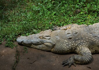 close up head shot of a sunbathing crocodile