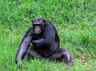 chimpanzee sitting in a grass field and scratching itself