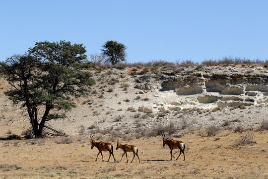 Red hartebeest walking past a lime ridge in the Kalahari (Kgalagadi)