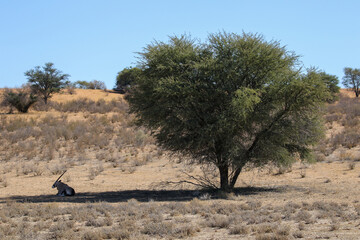 Gemsbok resting in the shade of an Acacia tree, Kalahari (Kgalagadi)