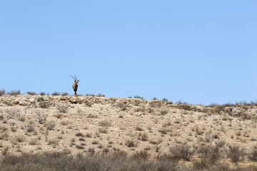 Gemsbok in the Kalahari (Kgalagadi)
