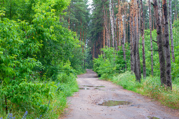 Obraz premium Dirt road passing through the forest on which puddles after rain.