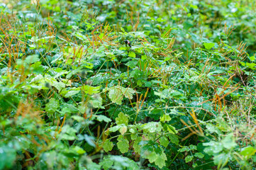 The grass on which the kali shine after the rain.