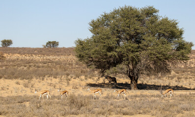 Gemsbok standing in the shade of an Acacia tree with Springbok grazing in the forefront, Kalahari (Kgalagadi) - obrazy, fototapety, plakaty