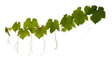 Vine branch with green leaves and tendrils isolated