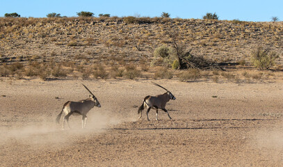 Gemsbok in the Kalahari (Kgalagadi)