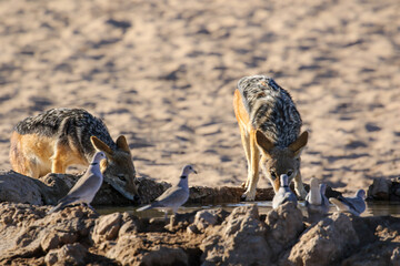 Black-backed Jackal drinking water from a waterhole in the Kalahari (Kgalagadi)