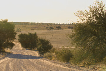 Fototapeta na wymiar Giraffe in the Kalahari (Kgalagadi)