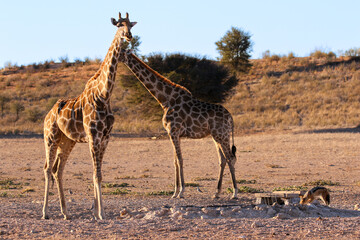 Naklejka na ściany i meble Black-backed Jackal drinking at a waterhole at sunset with two giraffe in the Kalahari (Kgalagadi)