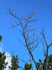 Bleu ciel et arbre morte 